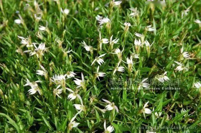 每天最少记一味中药-半边莲