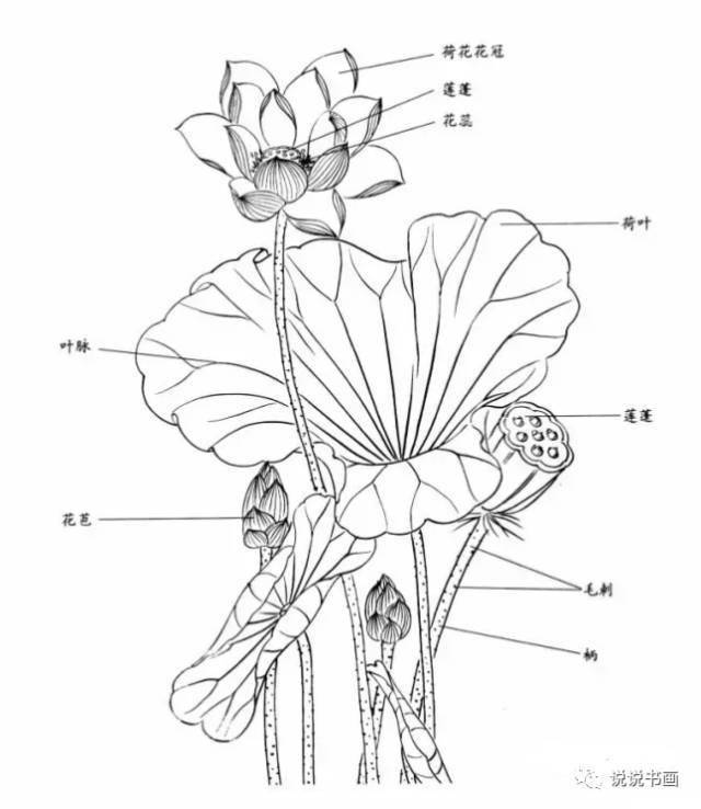 荷花分解结构图 组成图片