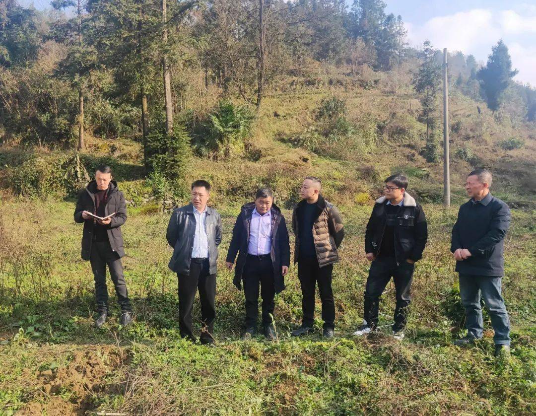 禄斌到桂花乡 石场乡督导乡村振兴和茶叶管护工作
