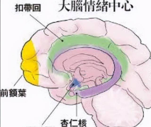 提升免疫系统来治疗老年痴呆症的新思路