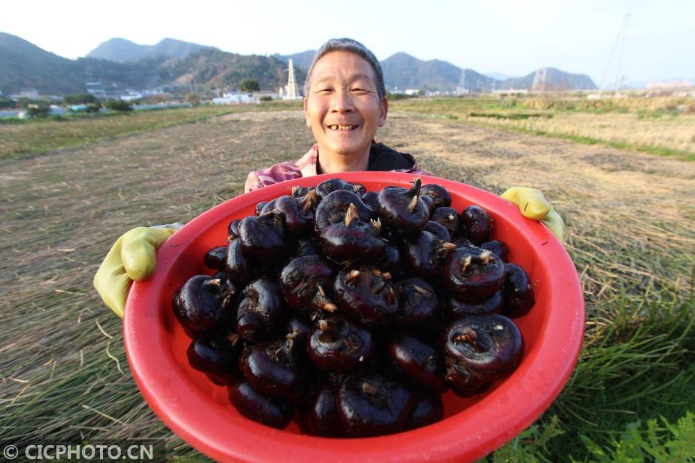 2020年12月22日,浙江省台州市路桥区螺洋街道车头村村民在田间采挖