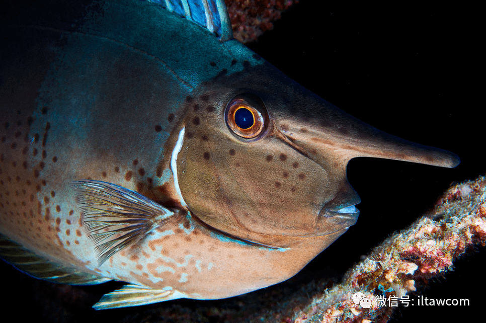 海洋科普1300物种图册短吻鼻鱼