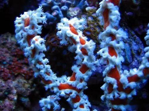 黑暗中的精灵带你领略nps珊瑚的美