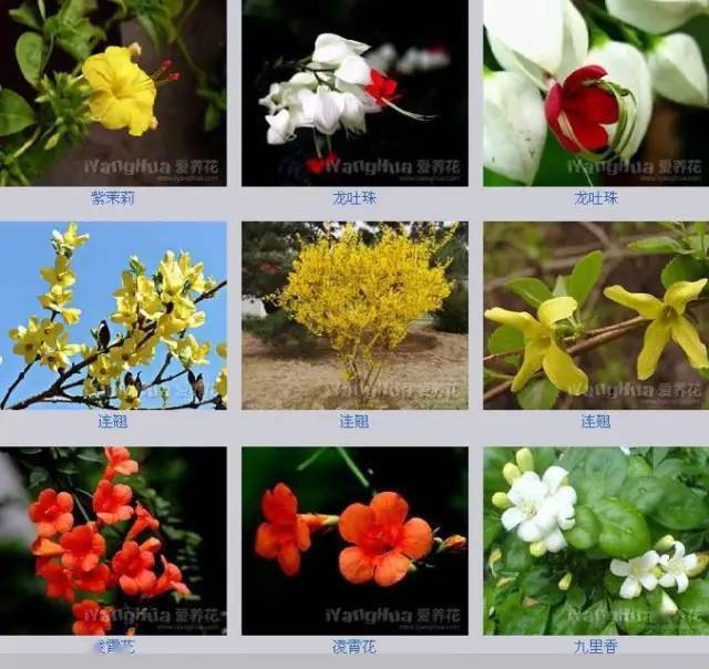 开花植物图片及名称图片