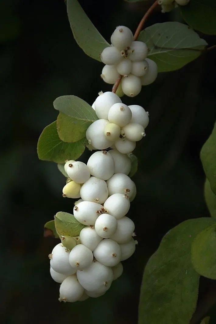 的菊科植物2021年的流行色僵尸果红花桉树的果实脱水放置成干燥果子后