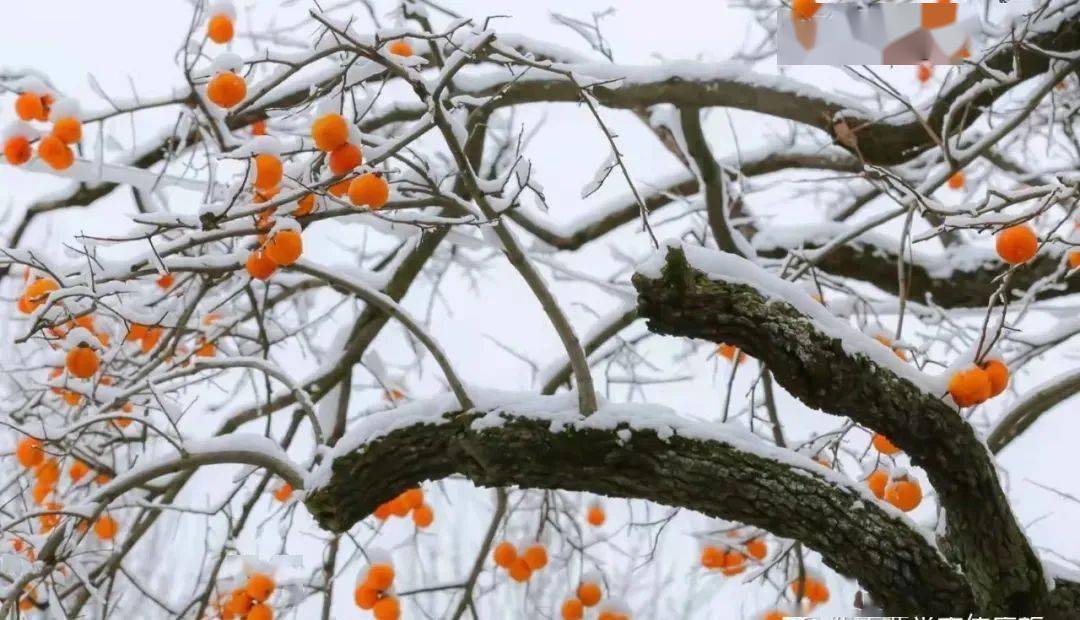 【2020"一带一路" 美丽乡村论坛】祝你在这个冬天"柿柿"如意~_柿子