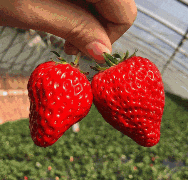 草莓福利原生态本地冬季草莓来啦低至199元斤香甜可口味美多汁