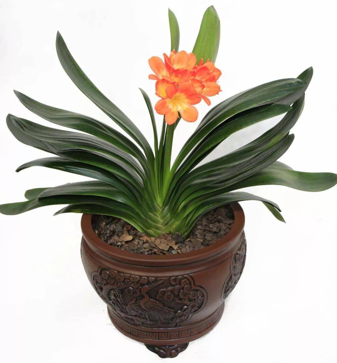 适合冬天室内养的9种净化空气绿植,看看你家有没有?_绿色植物