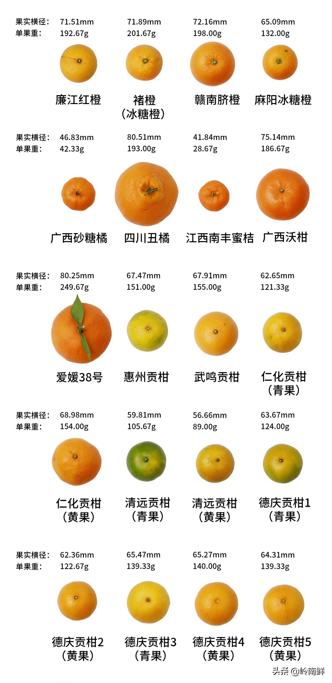 霜红桔橙品种介绍图片