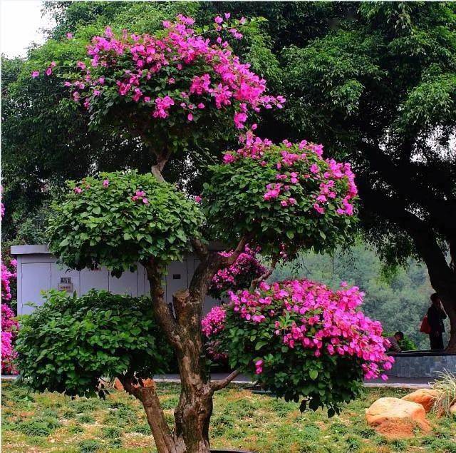 30种 · 最吉祥的庭院主景树