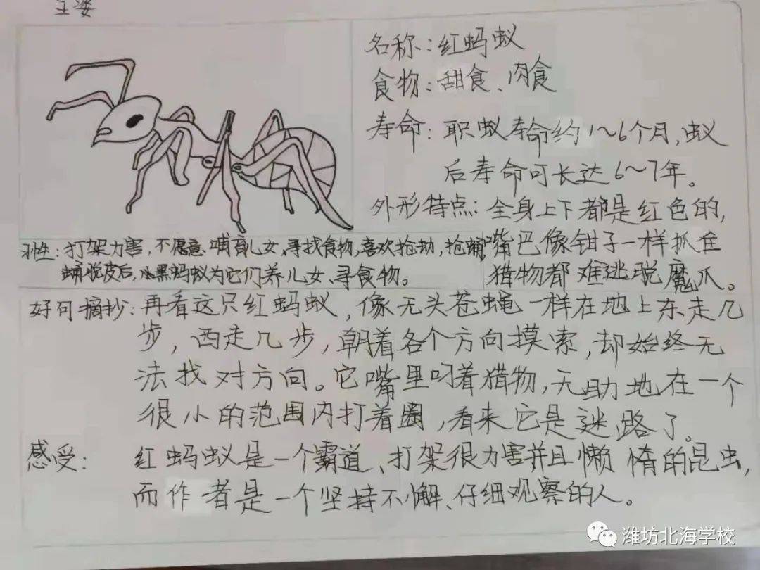 生命的礼赞北海学校小学部举行整本书昆虫记阅读教研活动