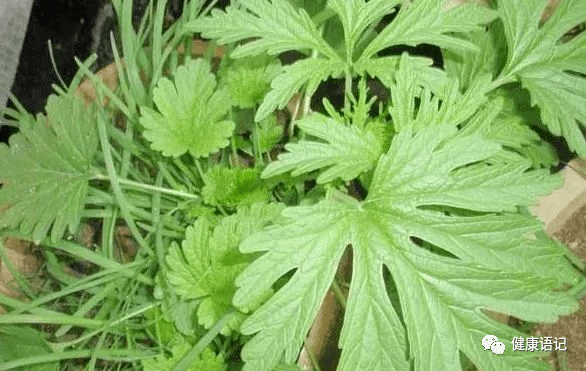 此草在农村不起眼,却是妇科良药,杀菌消炎_手机搜狐网