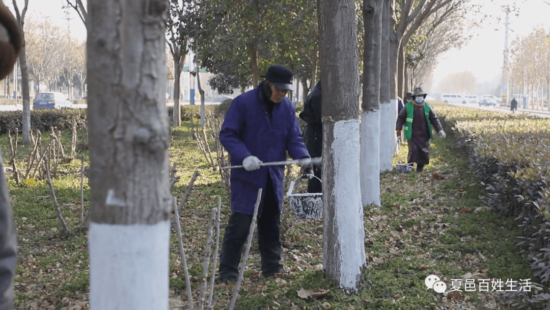 树木刷白防虫害统一着装更美观