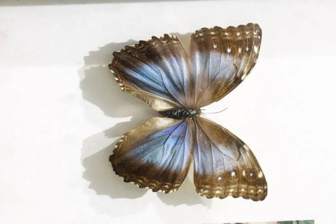 临洮博物馆大型蝴蝶科普展