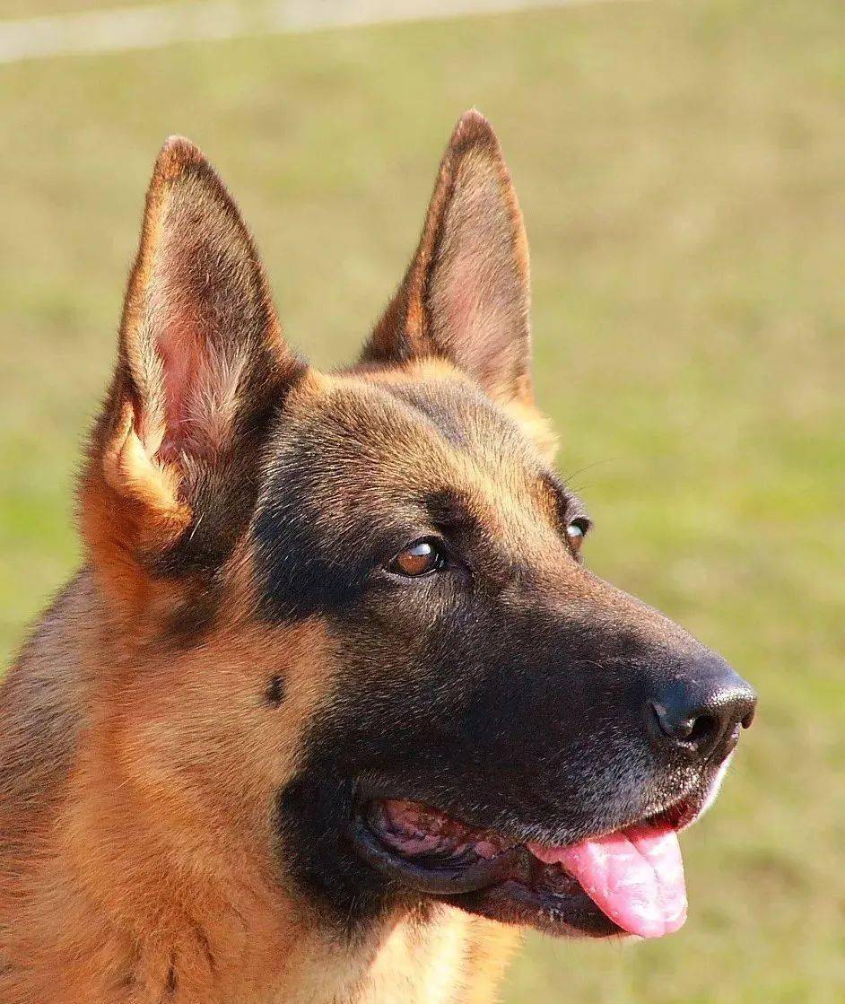 黑色的德国牧羊犬德国牧羊犬全身由略微粗糙的短毛覆盖,一般毛长约为4