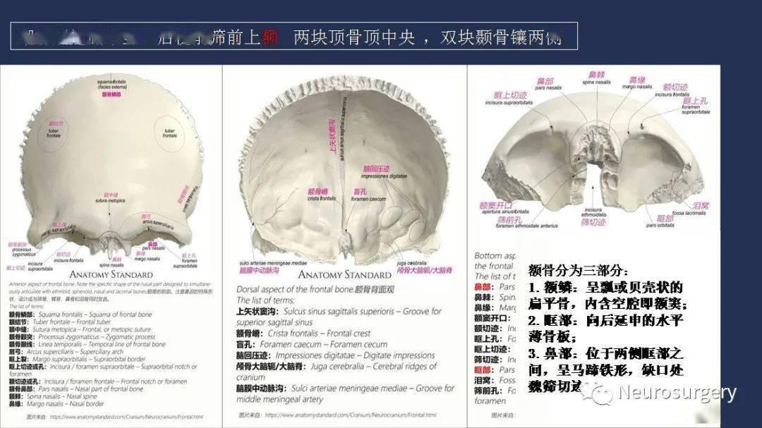 【视频 课件】颅骨详细解剖