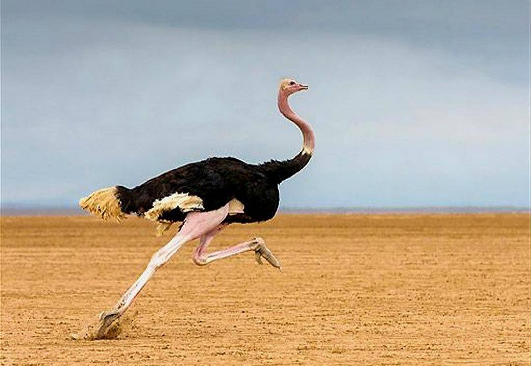 作为跑得最快的鸟,在遇到危险时,真的会把头埋进土里吗?