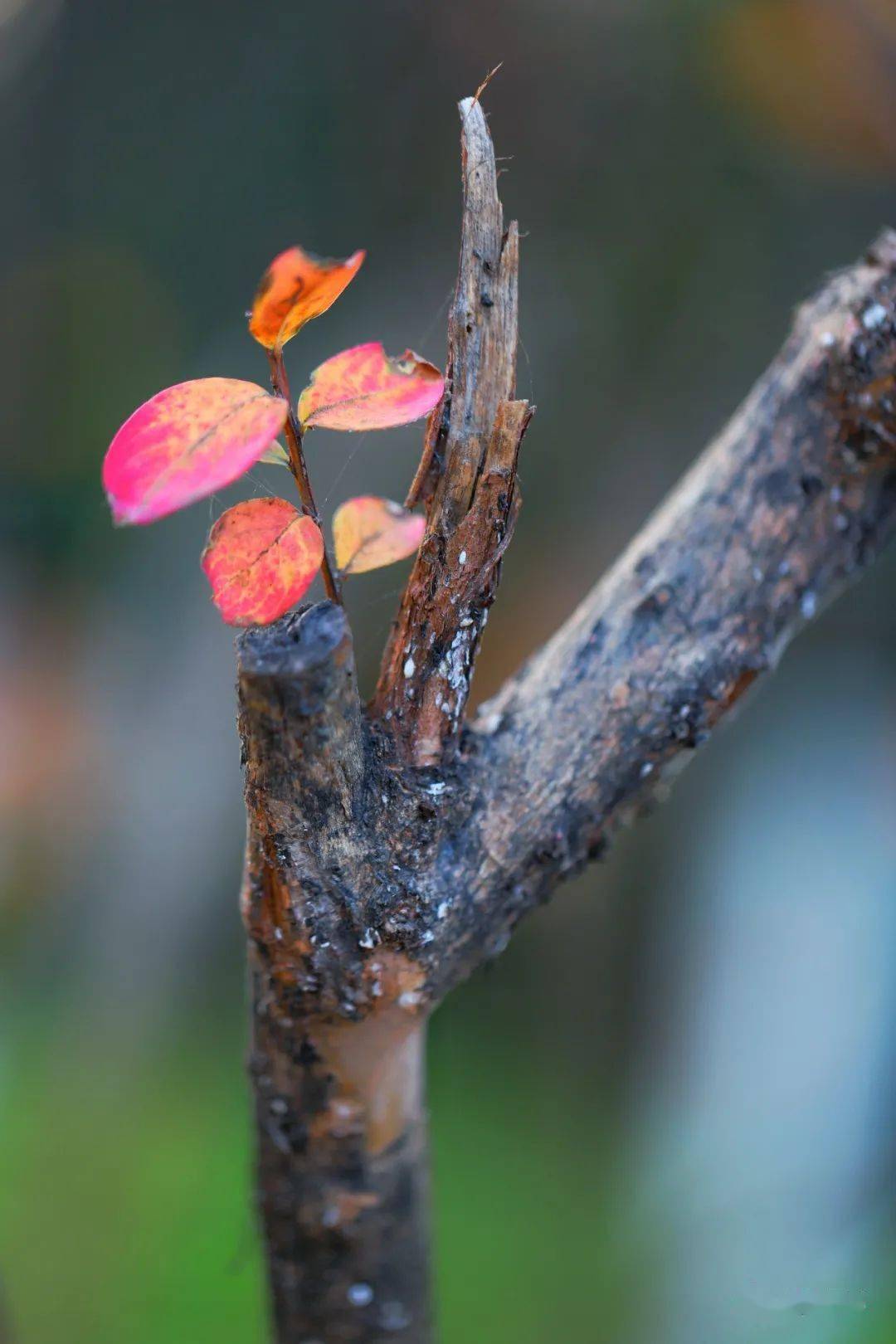 【家乡美景】宜阳摄影家协会摄影双月展第五期