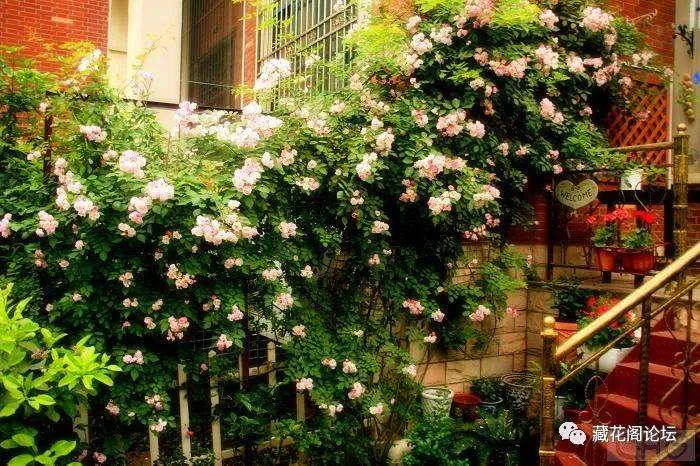 花园莉莉花园一