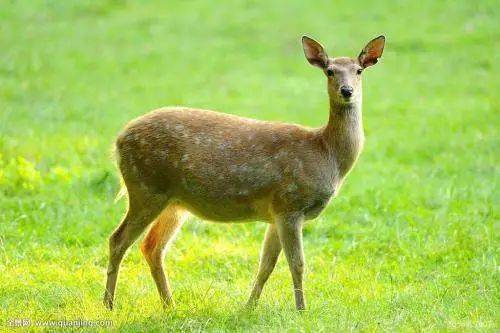 这种大鹿就是驼鹿,去过北美洲以及欧洲旅游过的小伙伴可能有幸亲眼