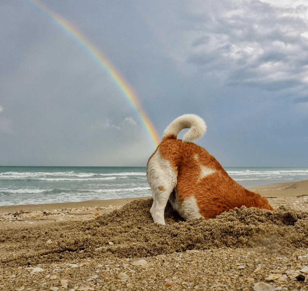 雨後彩虹!主人帶金毛散步時剛好看到這一幕,拍下的照片火遍全網!