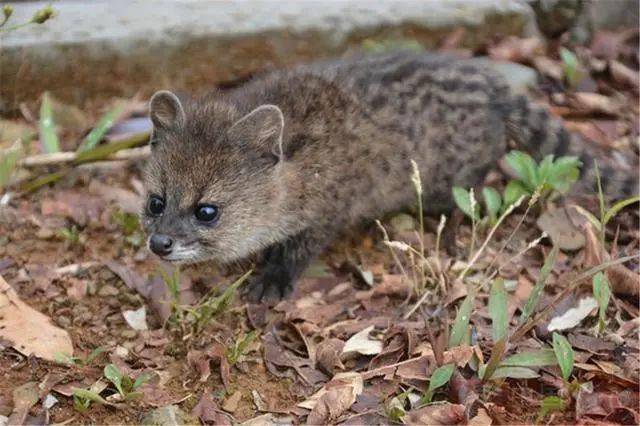 云南发现一种稀有野生动物它的面部像老鼠背面的花纹像小豹子