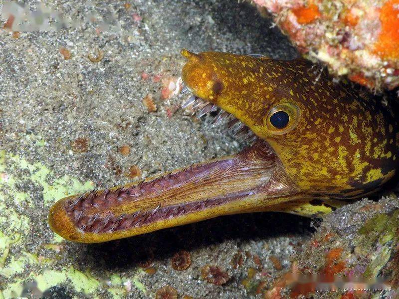 物种图册尖齿泽鳝公布58期猜动物的答案