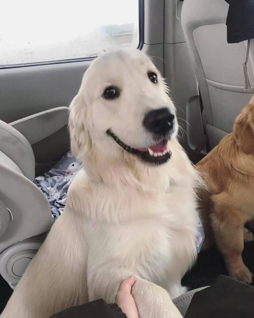 奶油色的金毛,看我的心都酥了