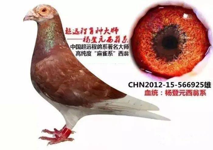 搜鸽分享世界超远程鸽系图集