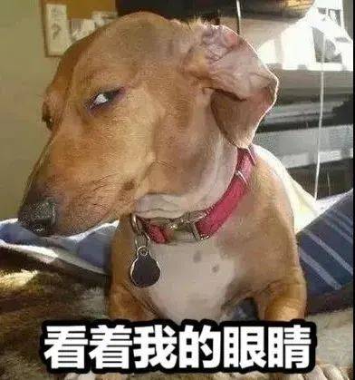 喜欢争勇斗狠"他们养狗就是为了,让猛犬咬的死去活来"做人不地道