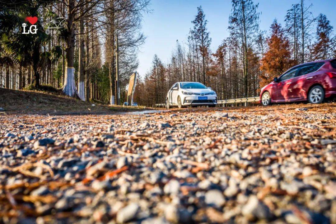 临港新片区最美塘下公路!大风过后落叶一地 美轮美奂