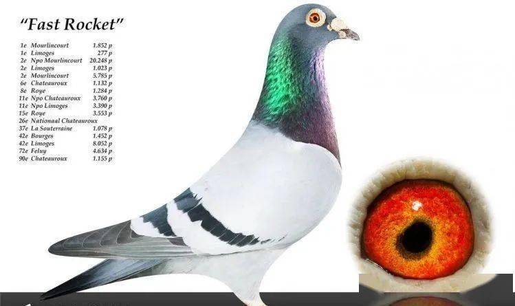 连获四次冠军的超级鸽龙女孩