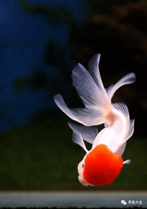 如何选到心满意足的金鱼