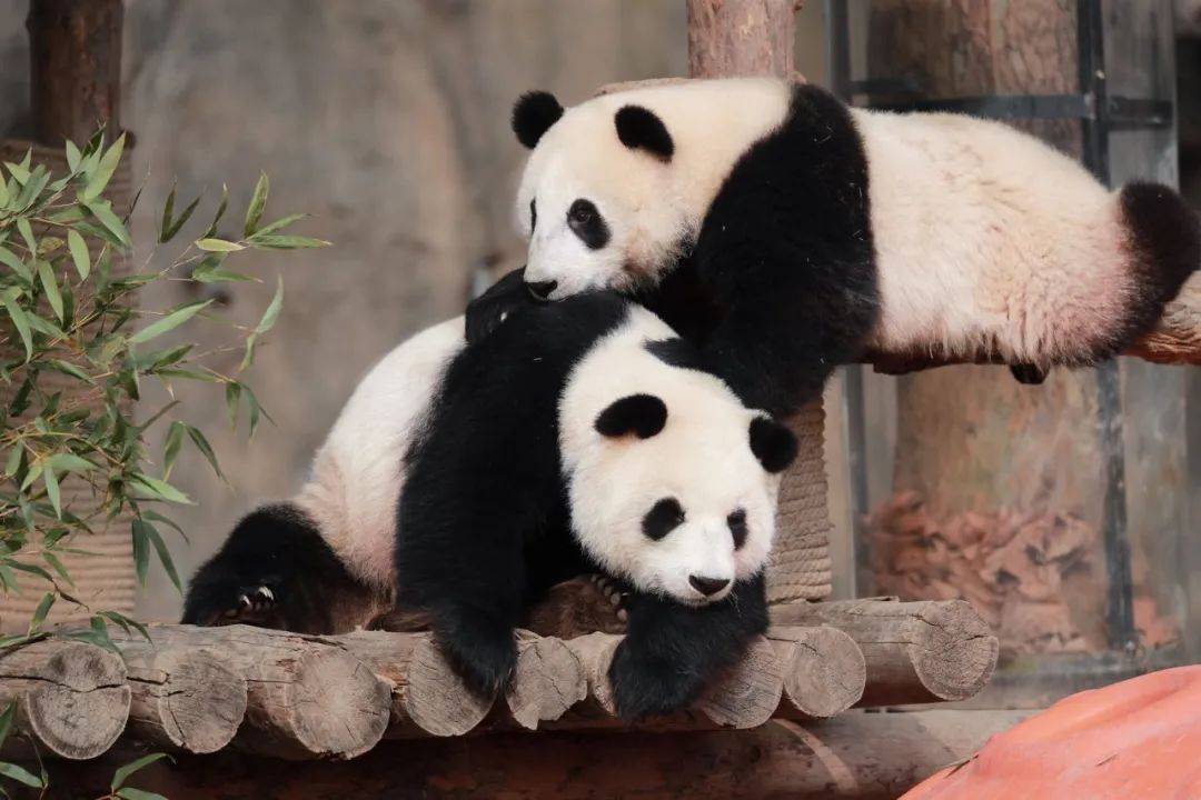 来看大熊猫们组团卖萌!