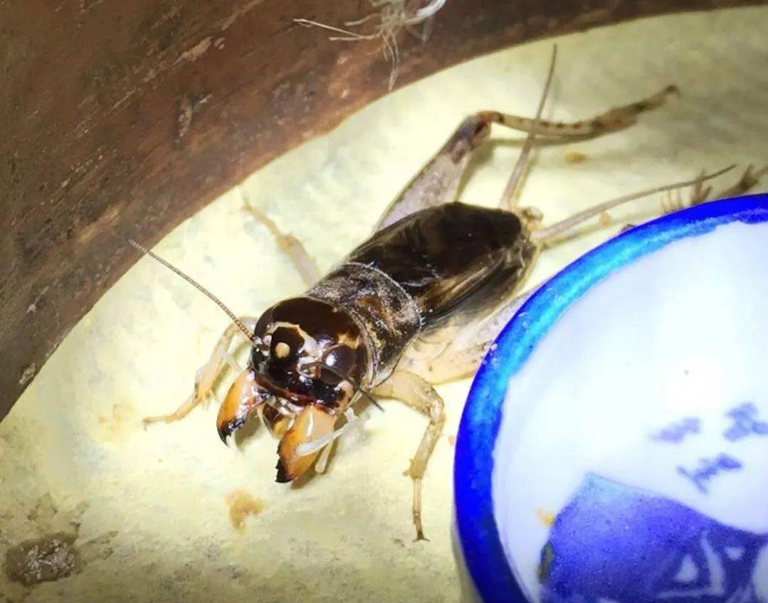 超大牙早秋性格闷一直打不开牙,急了只用头顶草