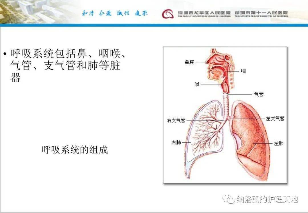 来源:纳洛酮的护理天地 作者:周韦 单位:龙华医院急诊科返回搜狐,查看