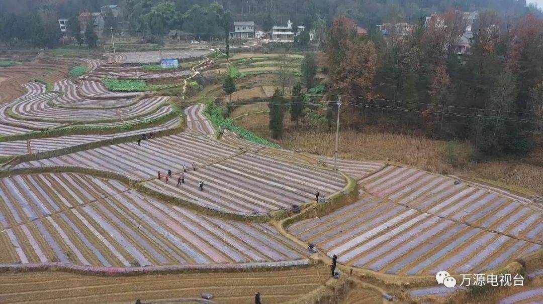 暖冬管护,万源市1000余亩"黄金芽"穿上"小棉袄"