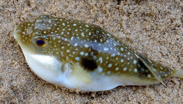 阿叔在北海吃了几条小鱼,差点没命!马山人认识这种鱼吗?