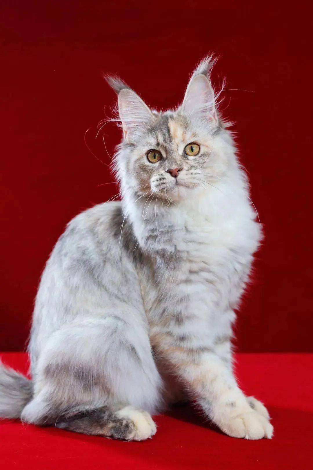 完美的性格,匀称的体态,精致的外表……超多品种名猫汇聚,惊艳亮相,快