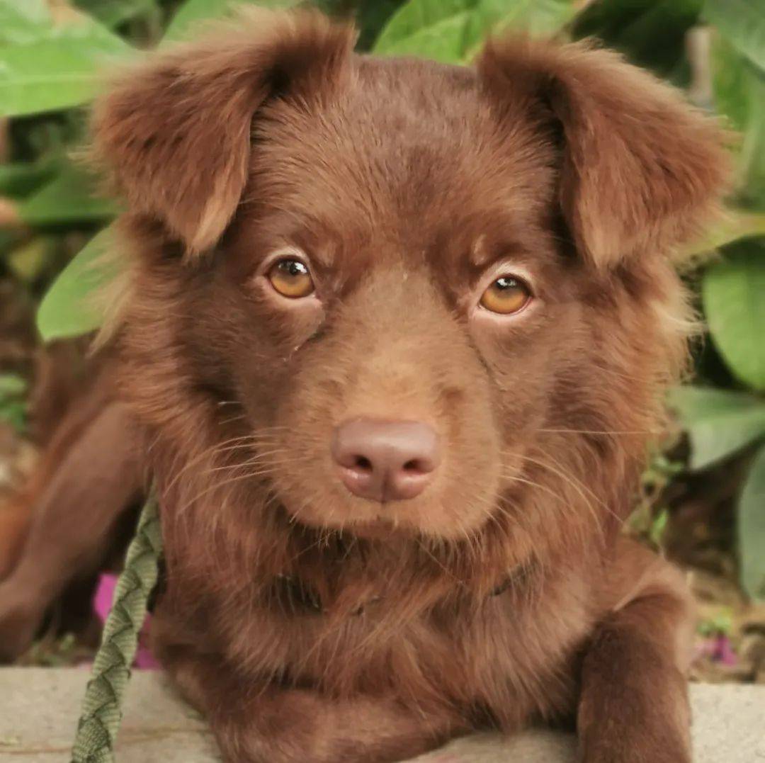 【领养日活动】新年的第一次约会,1月2-3日就在福田bo space购物中心