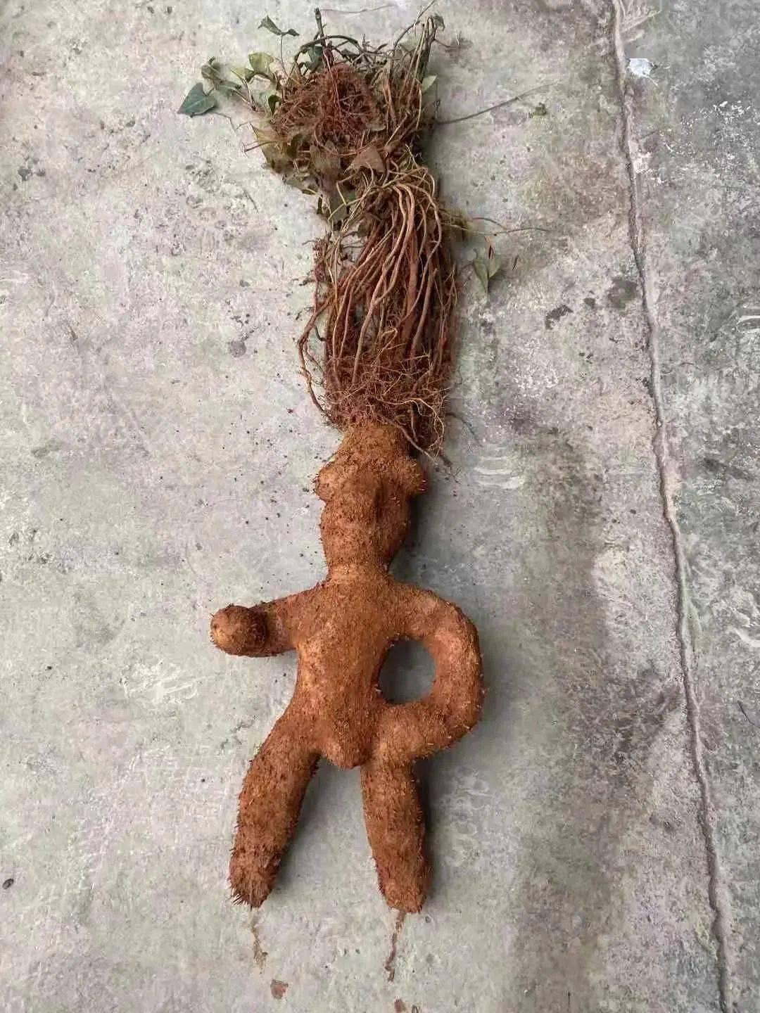 贵州一地挖出"巨型人形何首乌"?有人花钱捡便宜,真相是