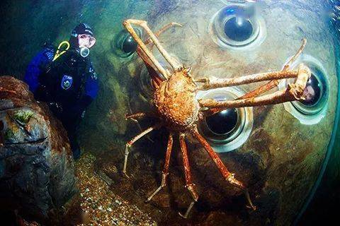 巨型甲壳动物的"换装盛会"