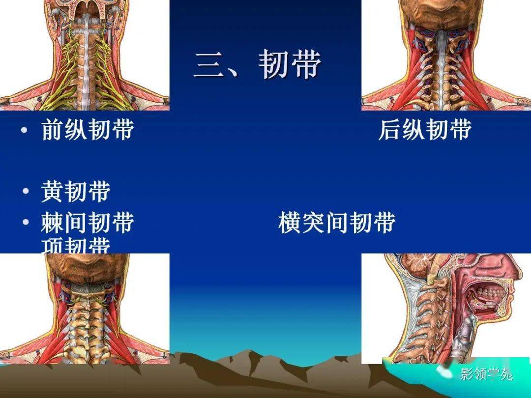 颈椎精细解剖及相关疾病影像表现