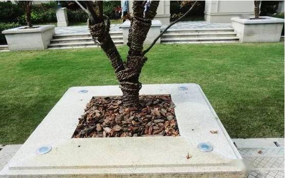 花岗岩树池欣赏