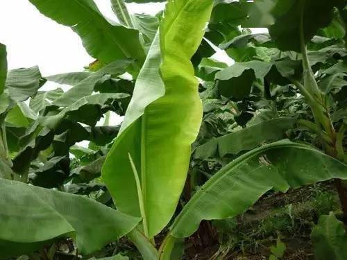 (柑橘缺銅) 植物缺銅時,葉片生長緩慢,呈現藍綠色,幼葉缺綠,隨之出現