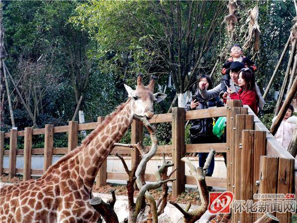 元旦佳節動物園裡好熱鬧