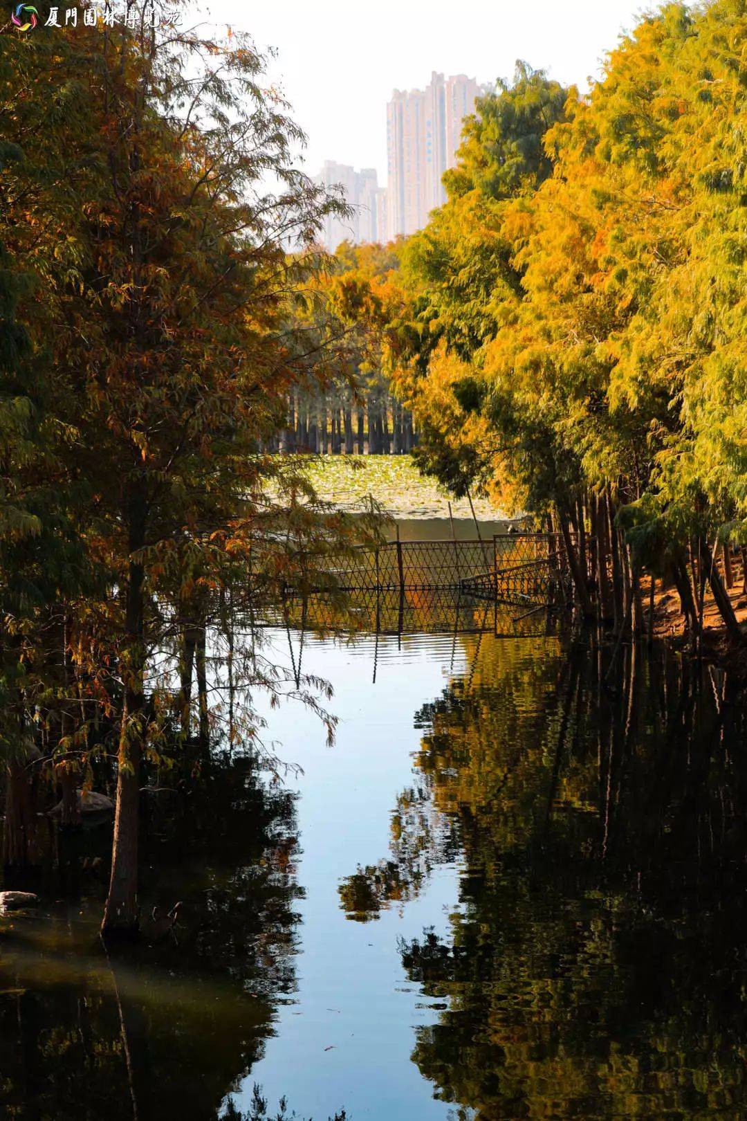 又红了厦门这三处迎来冬日最佳观赏期这就快去打卡吧