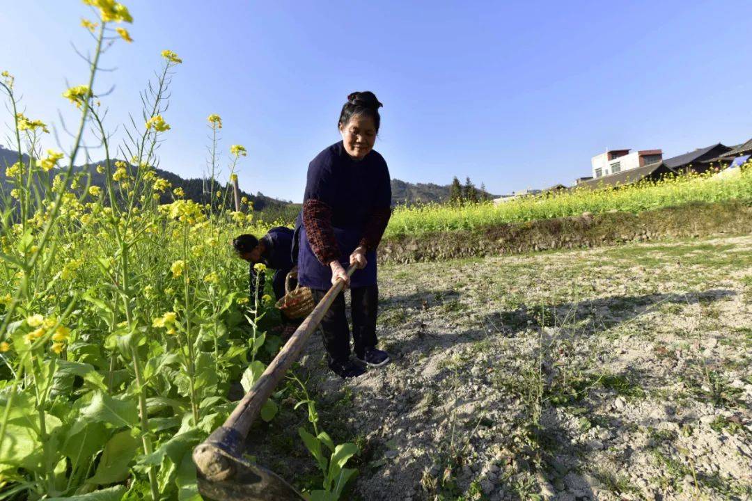 榕江:节日里的劳动者