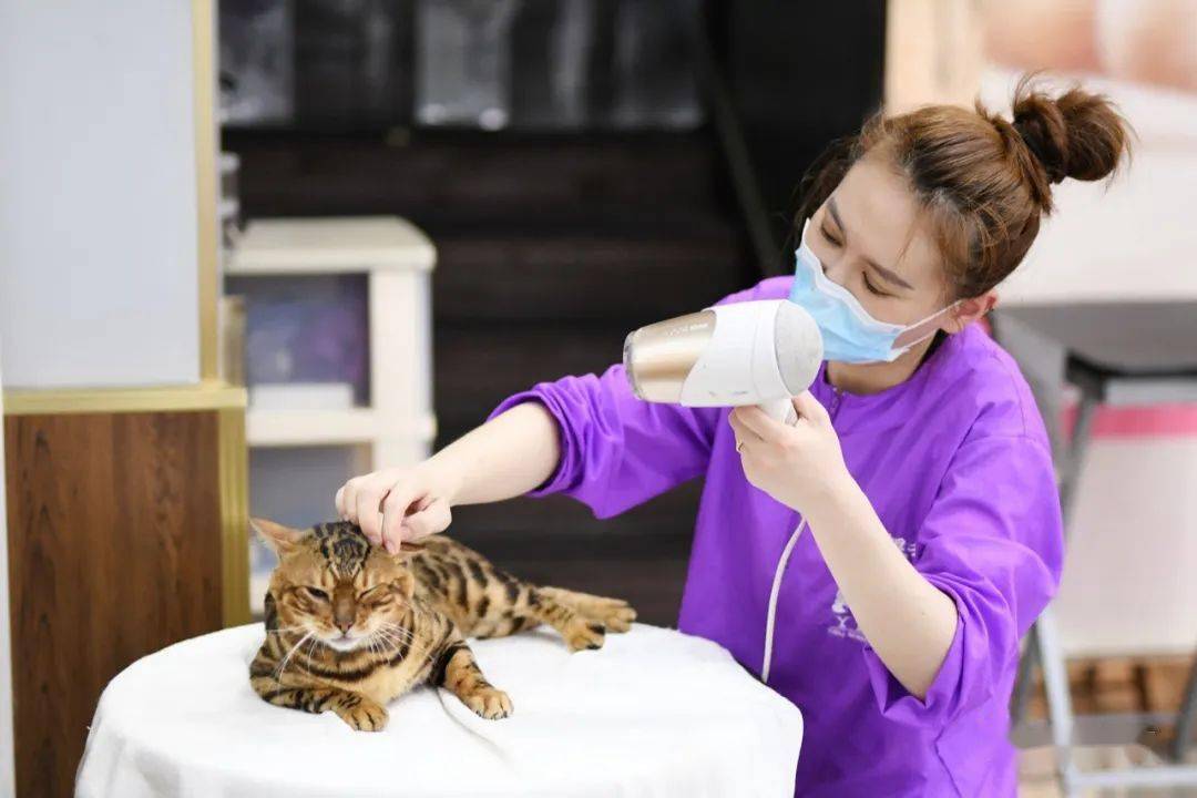 猫课,只是给猫主子洗澡?