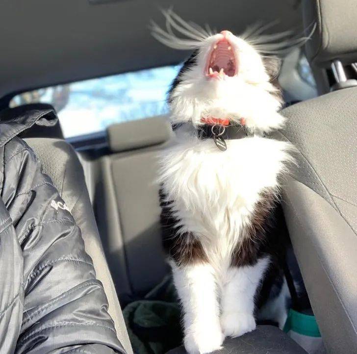 仰天长啸万圣节小怪兽~打喷嚏的瞬间攻击性十足包子脸可爱的小门牙"